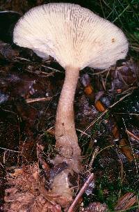 Ampulloclitocybe avellaneialba image