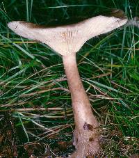 Ampulloclitocybe avellaneialba image