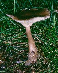 Ampulloclitocybe avellaneialba image