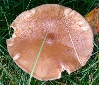 Ampulloclitocybe avellaneialba image