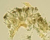 Arthonia radiata image