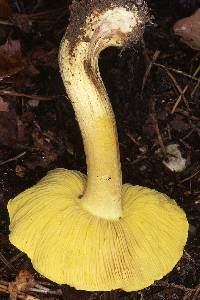 Agaricus equestre image