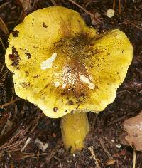 Agaricus equestre image