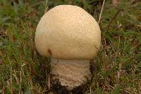 Agaricus urinascens image