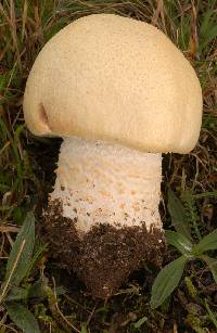 Agaricus urinascens image