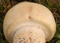 Agaricus urinascens image