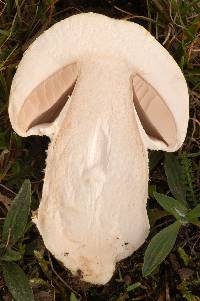 Agaricus urinascens image