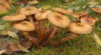 Image of Armillaria casimirii