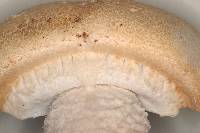 Agaricus urinascens image