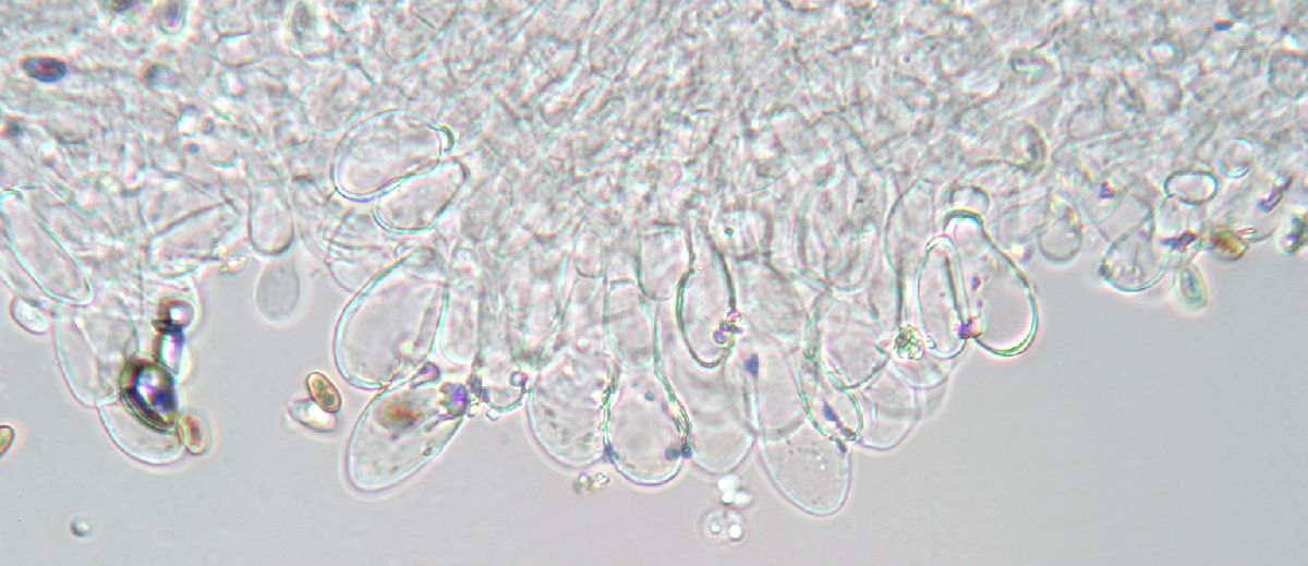 Agaricus langei image