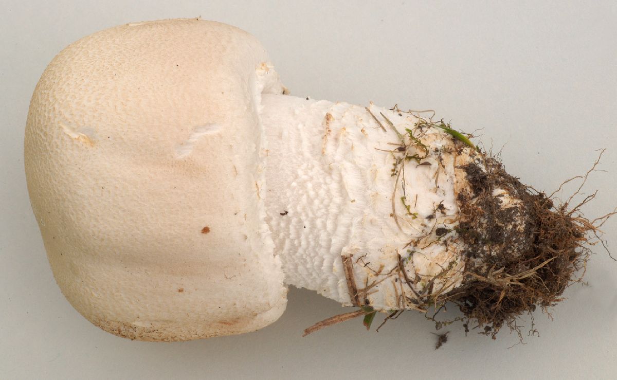 Agaricus urinascens image