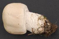 Agaricus urinascens image