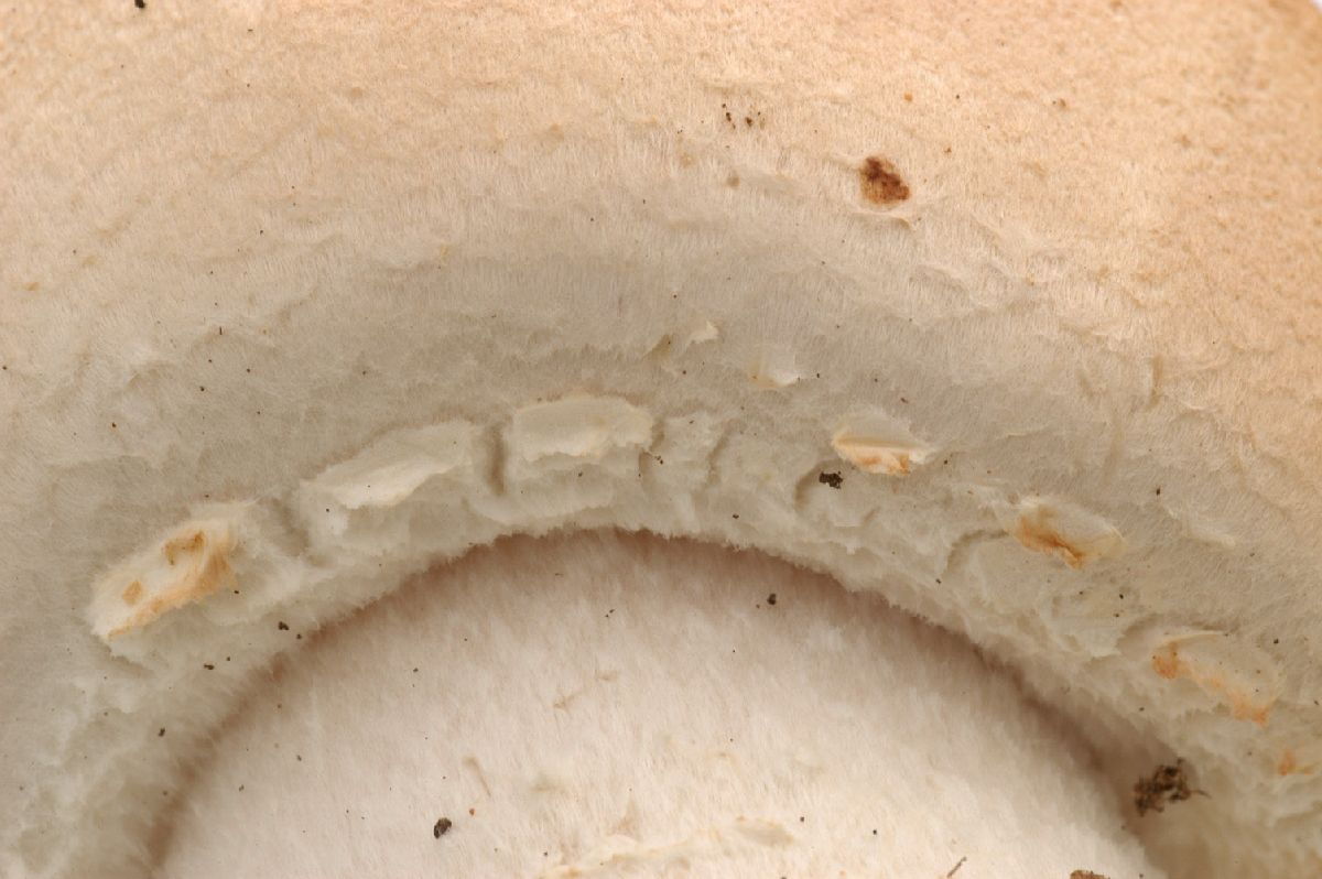 Agaricus urinascens image