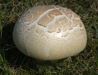 Agaricus urinascens image