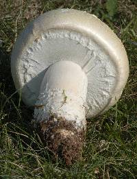 Agaricus urinascens image