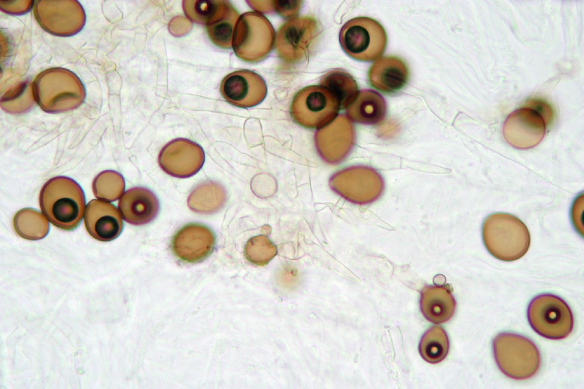 Acremoniella image