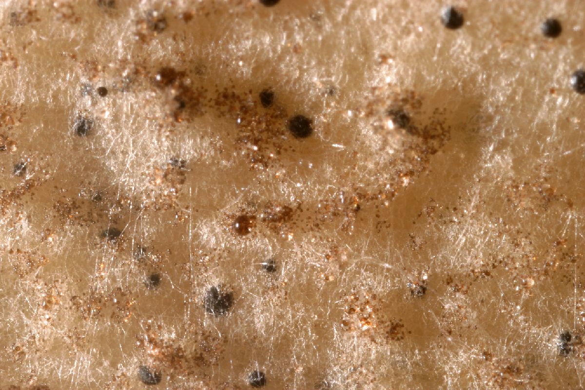 Acremoniella atra image