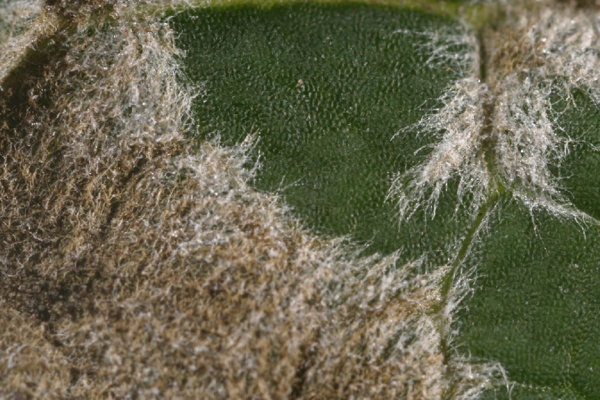 Ampelomyces quisqualis image