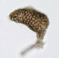 Ampelomyces quisqualis image