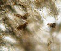 Ampelomyces quisqualis image