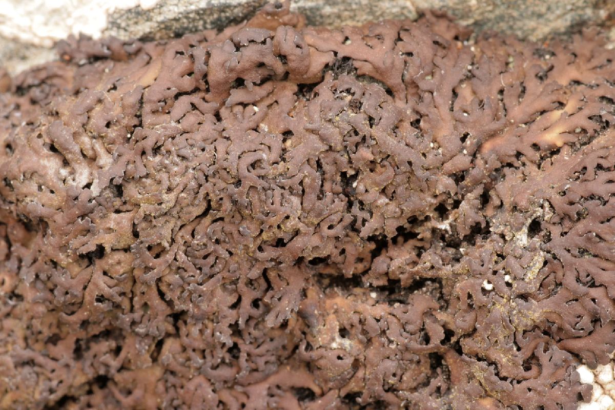 Anaptychia runcinata image