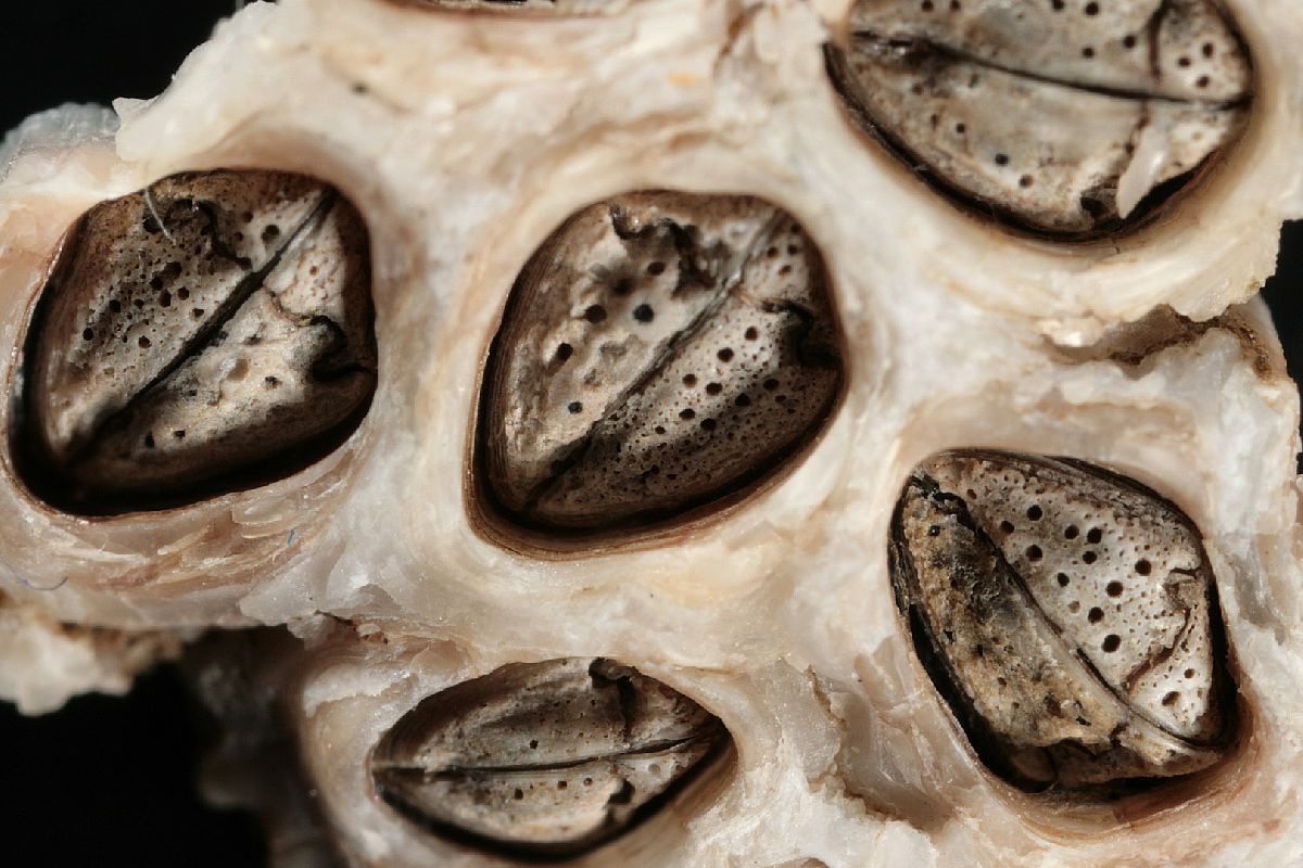 Arthopyrenia clavaeformis image