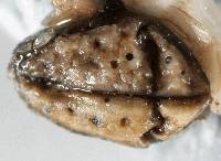 Arthopyrenia clavaeformis image