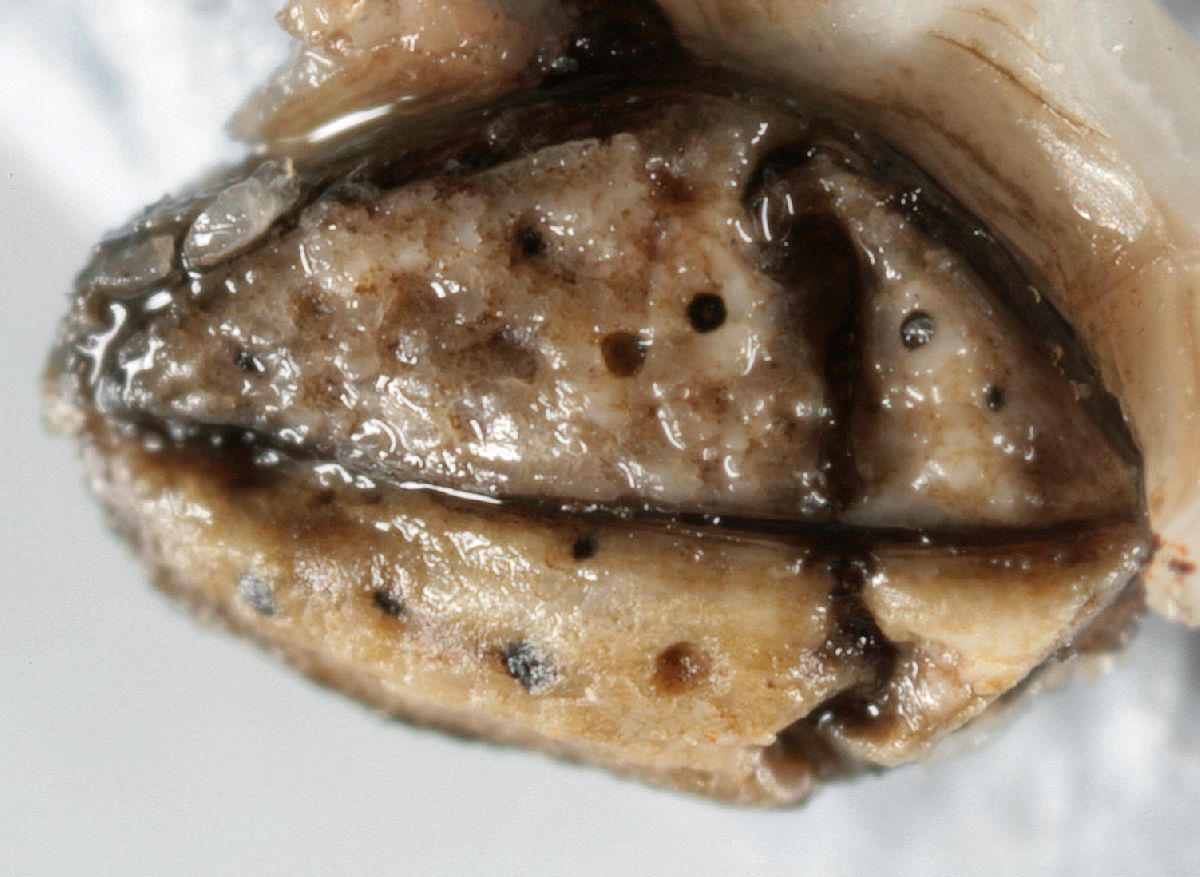 Arthopyrenia gemmelipara image