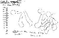 Agaricus exculptus image