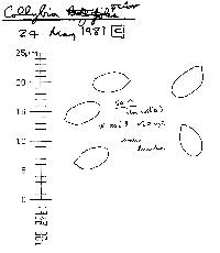 Agaricus exculptus image