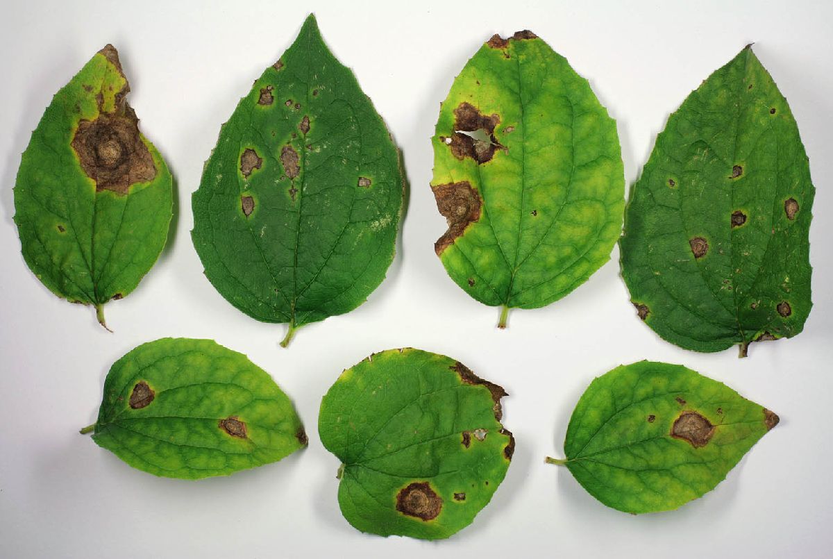 Ascochyta image