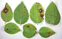 Ascochyta aeridesae image