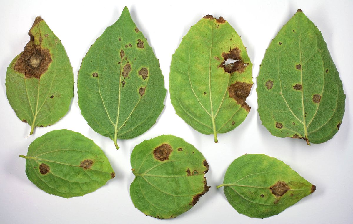 Ascochyta aeridesae image