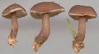 Agaricus exculptus image