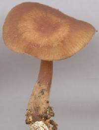 Agaricus exculptus image