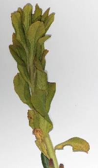 Aecidium euphorbiae-silvaticae image