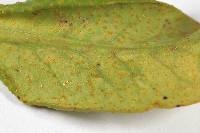 Aecidium euphorbiae-silvaticae image