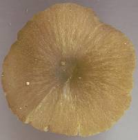 Agaricus sowerbei image