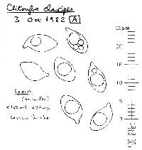 Ampulloclitocybe avellaneialba image