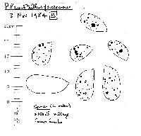 Arrhenia acerosa image