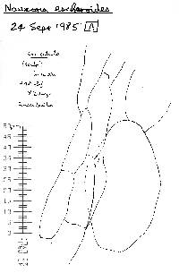 Alnicola escharoides image