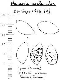 Alnicola escharoides image