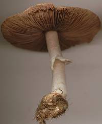 Agaricus impudicus image