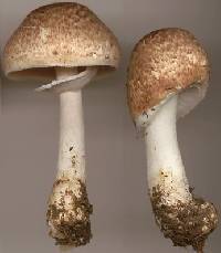 Agaricus impudicus image