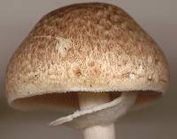 Agaricus impudicus image