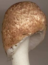 Agaricus impudicus image