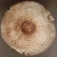 Agaricus impudicus image