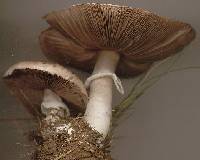 Agaricus impudicus image