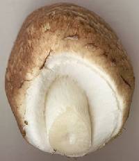 Agaricus impudicus image