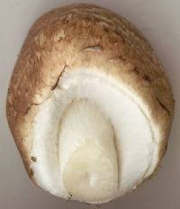 Agaricus impudicus image